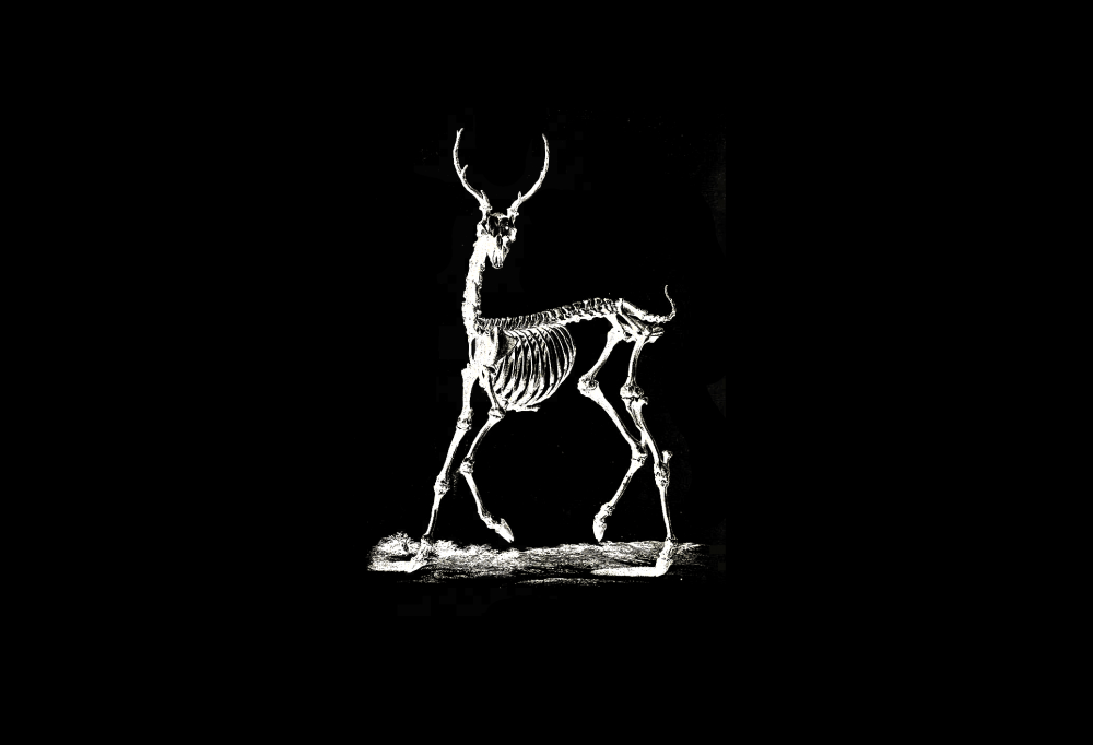 HERD (2025) for double-bell bass trombone and Red Deer.